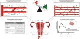 Graphical Abstract