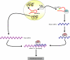 Fig. 1.