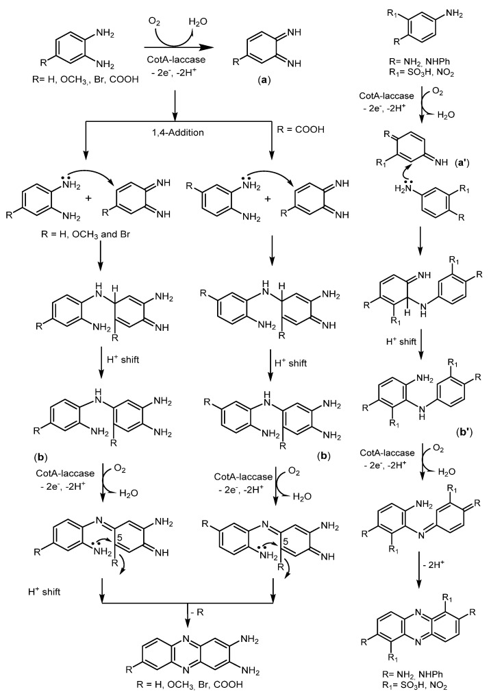 Scheme 11