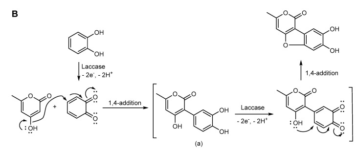 Scheme 2