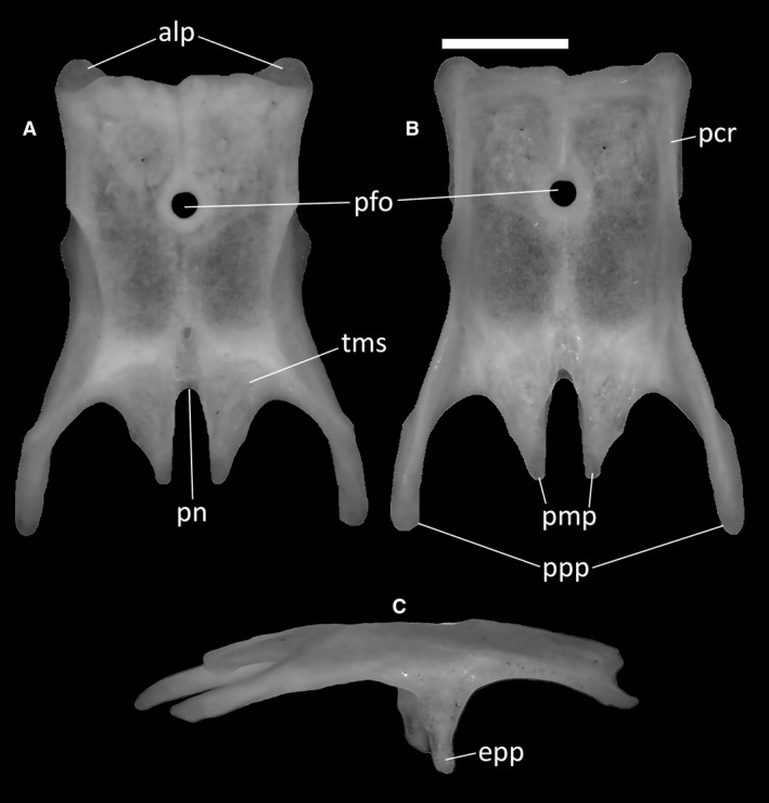 Figure 13