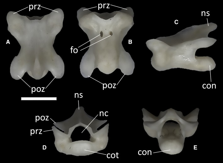 Figure 41