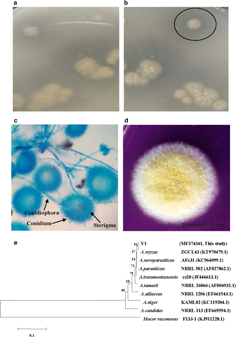 Fig. 1