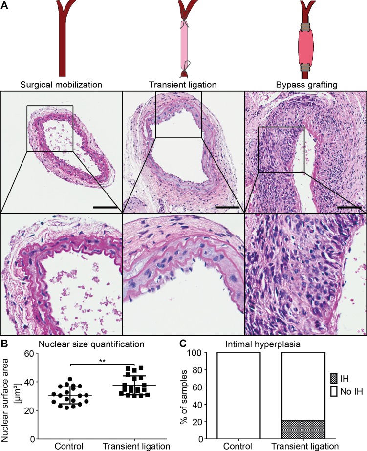 Fig 5