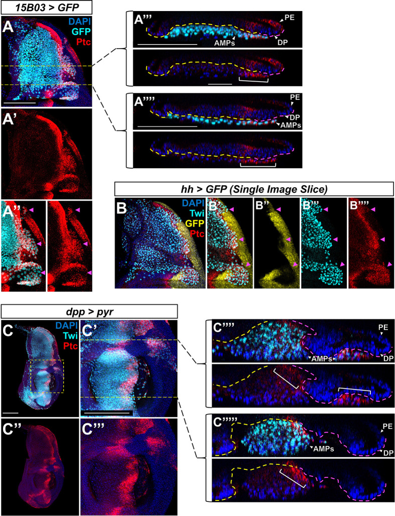 Figure 5—figure supplement 1.