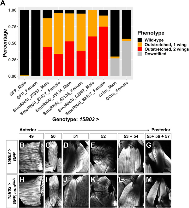 Figure 5—figure supplement 2.