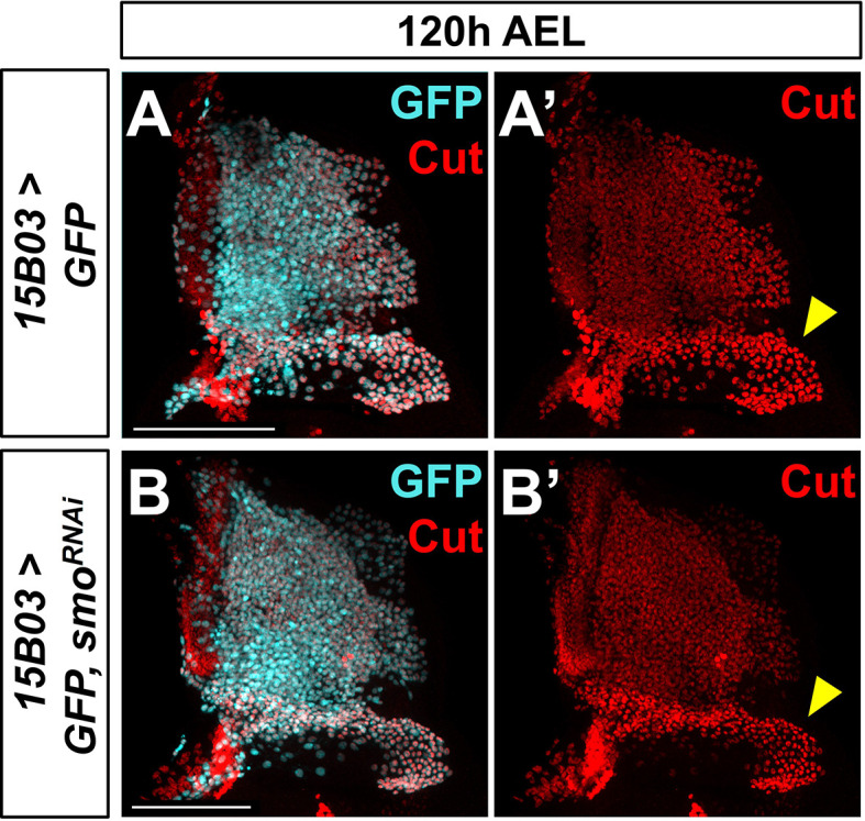 Figure 6—figure supplement 1.