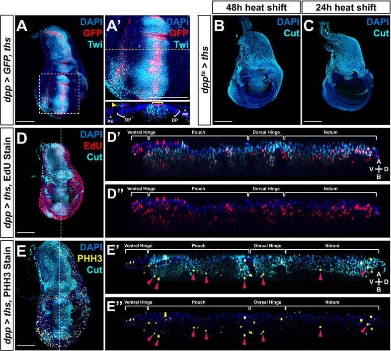 Figure 4—figure supplement 1.