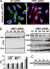 Fig. 6.