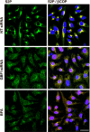 Fig. 7.