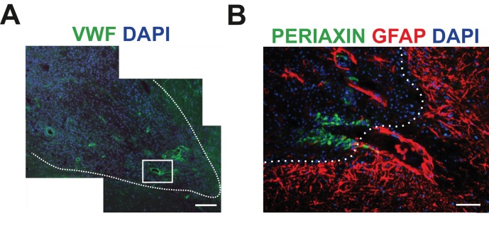 Figure 1—figure supplement 2.