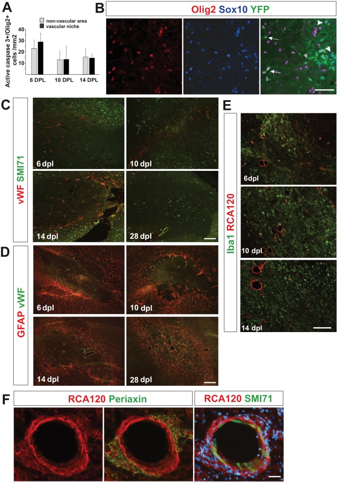 Figure 1—figure supplement 1.