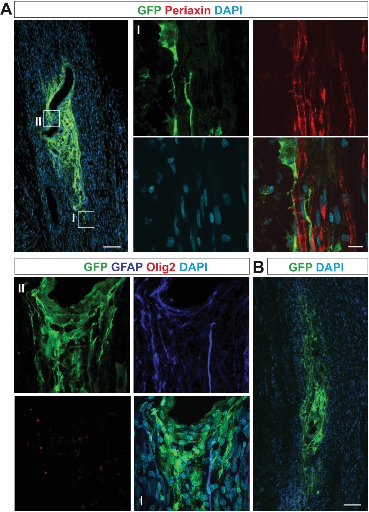 Figure 5—figure supplement 1.