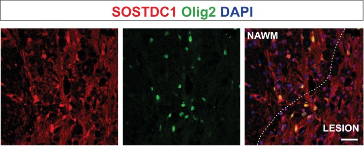 Figure 4—figure supplement 1.