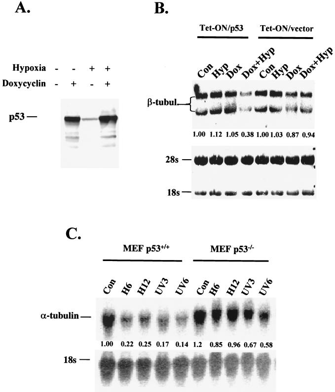 FIG. 6