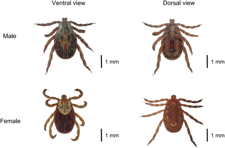 Fig. 2