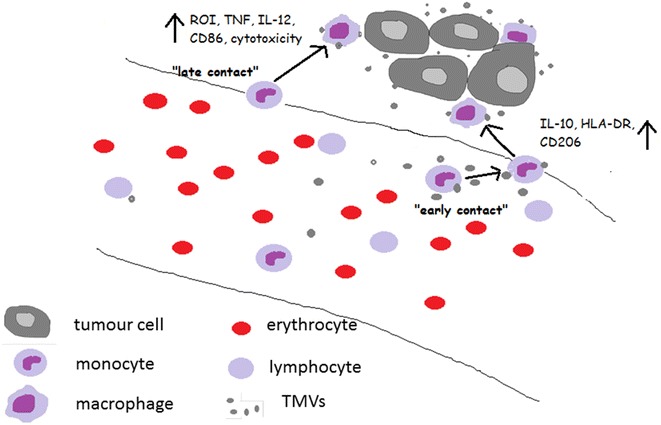 Fig. 10