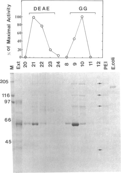 graphic file with name pnas01029-0282-a.jpg