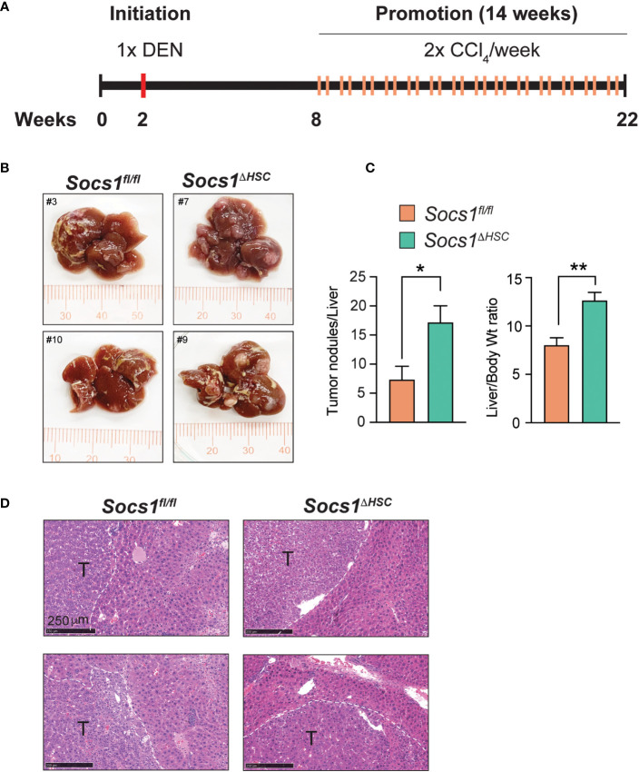 Figure 6