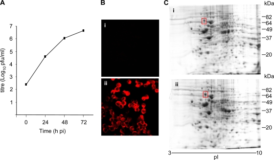 FIG. 1.