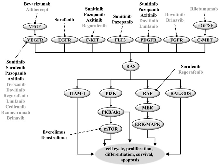 Fig. (1). An overview of the signal transduction pathways targeted in the systemic treatment of metastatic renal cell carcinoma.