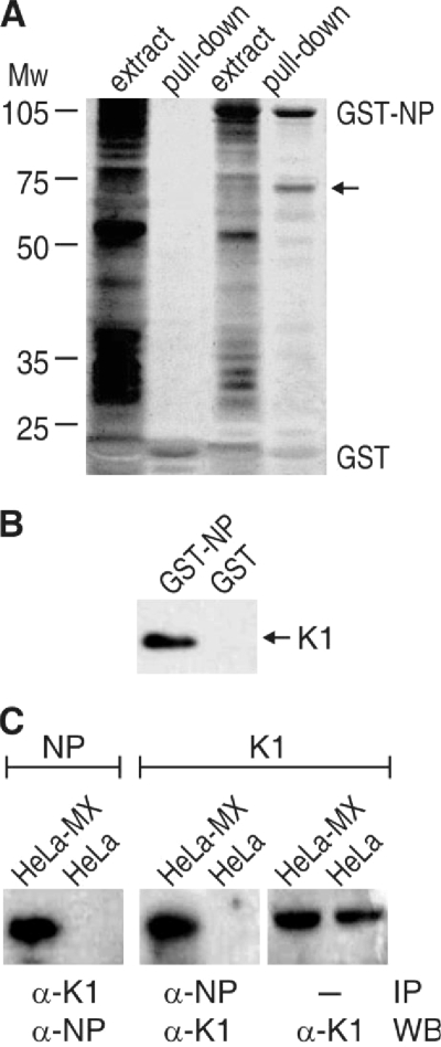 FIG. 1.