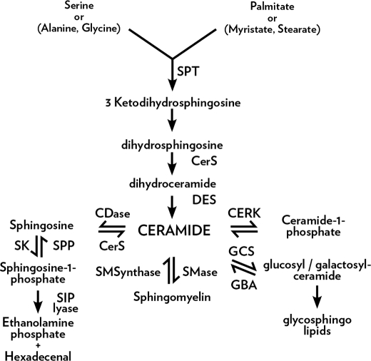 FIGURE 1.