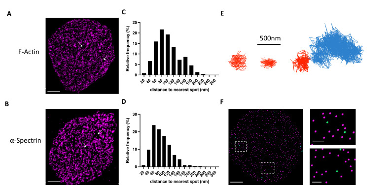 Figure 4—figure supplement 1.