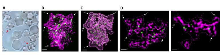 Figure 3—figure supplement 2.