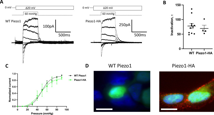 Figure 1—figure supplement 1.