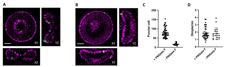 Figure 3—figure supplement 1.