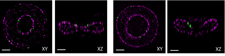 Figure 1—figure supplement 2.