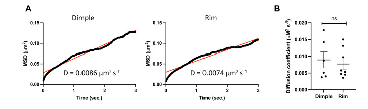 Figure 4—figure supplement 2.