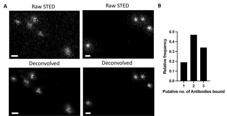 Figure 2—figure supplement 2.