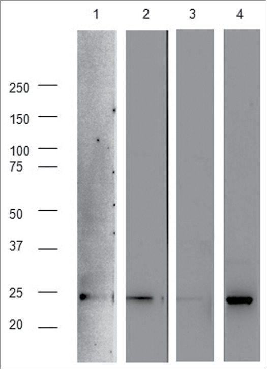 Figure 11.