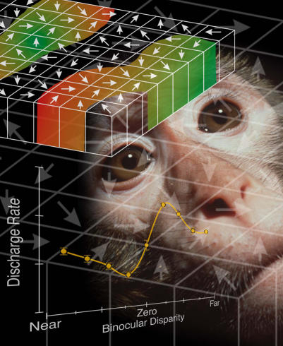 The neural contribution to mokeys' perception of motion