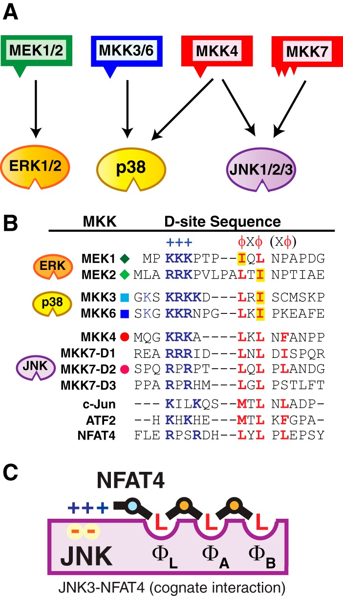 FIGURE 1.