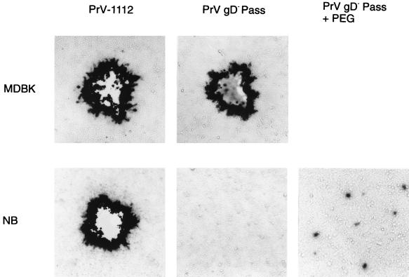 FIG. 5