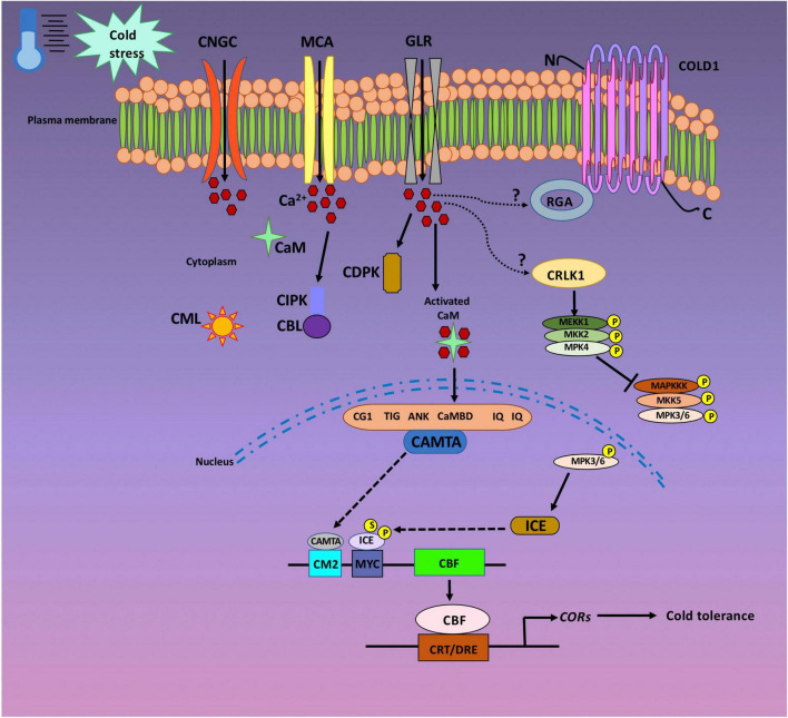 FIGURE 1