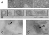 FIG. 2.