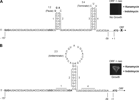 FIG. 1.