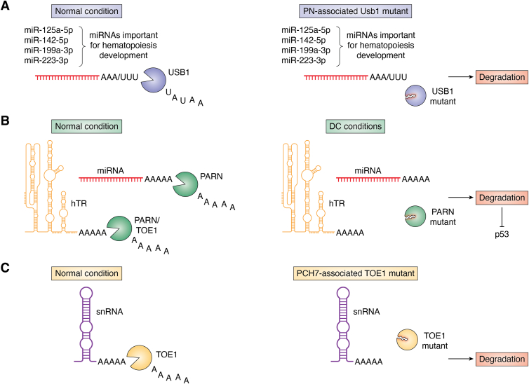 Figure 6