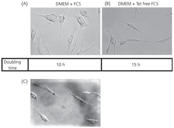 Fig. 5