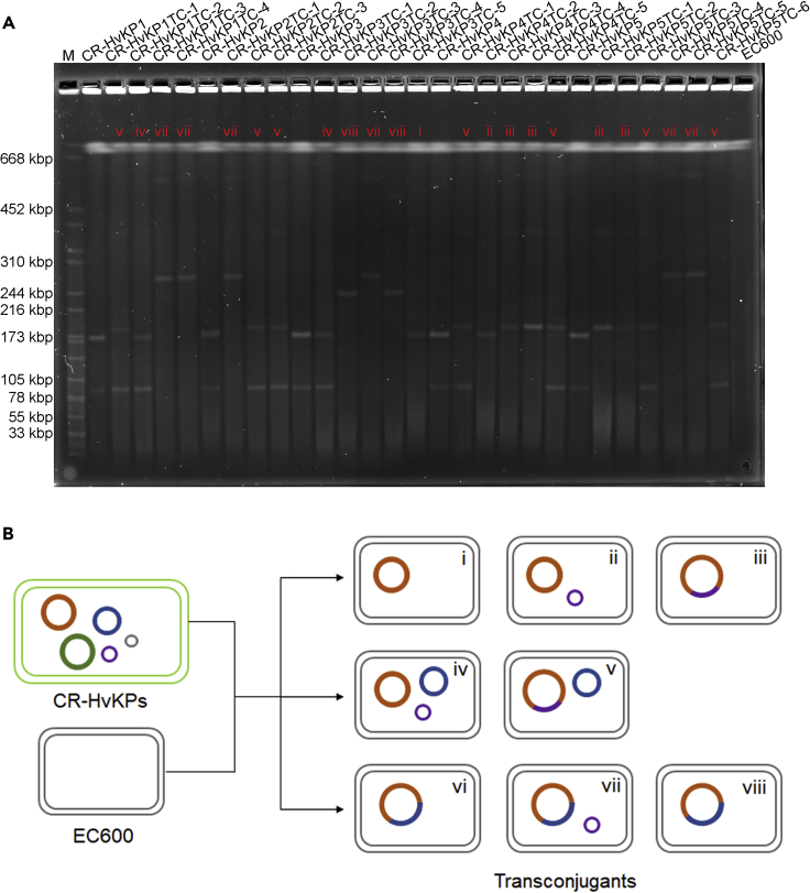 Figure 1