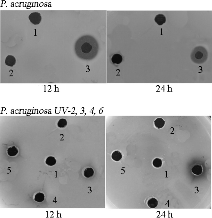 FIG 2