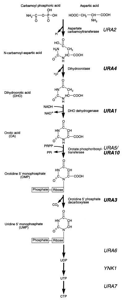 FIG. 1