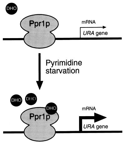 FIG. 7