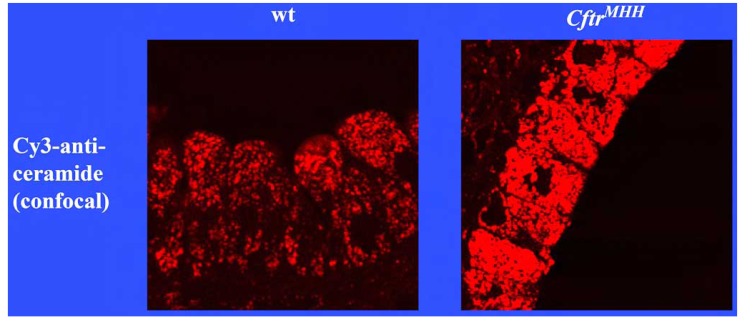 Fig. (1)