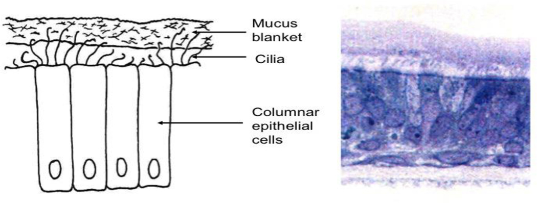 Figure 2: