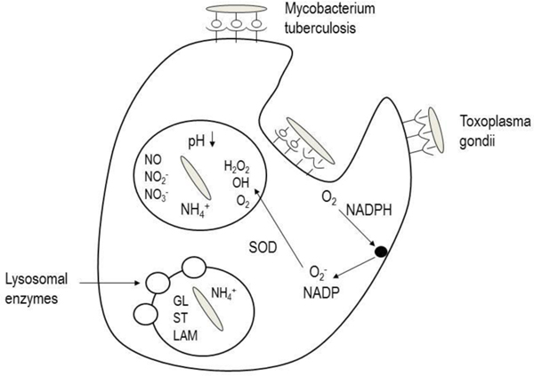 Figure 3: